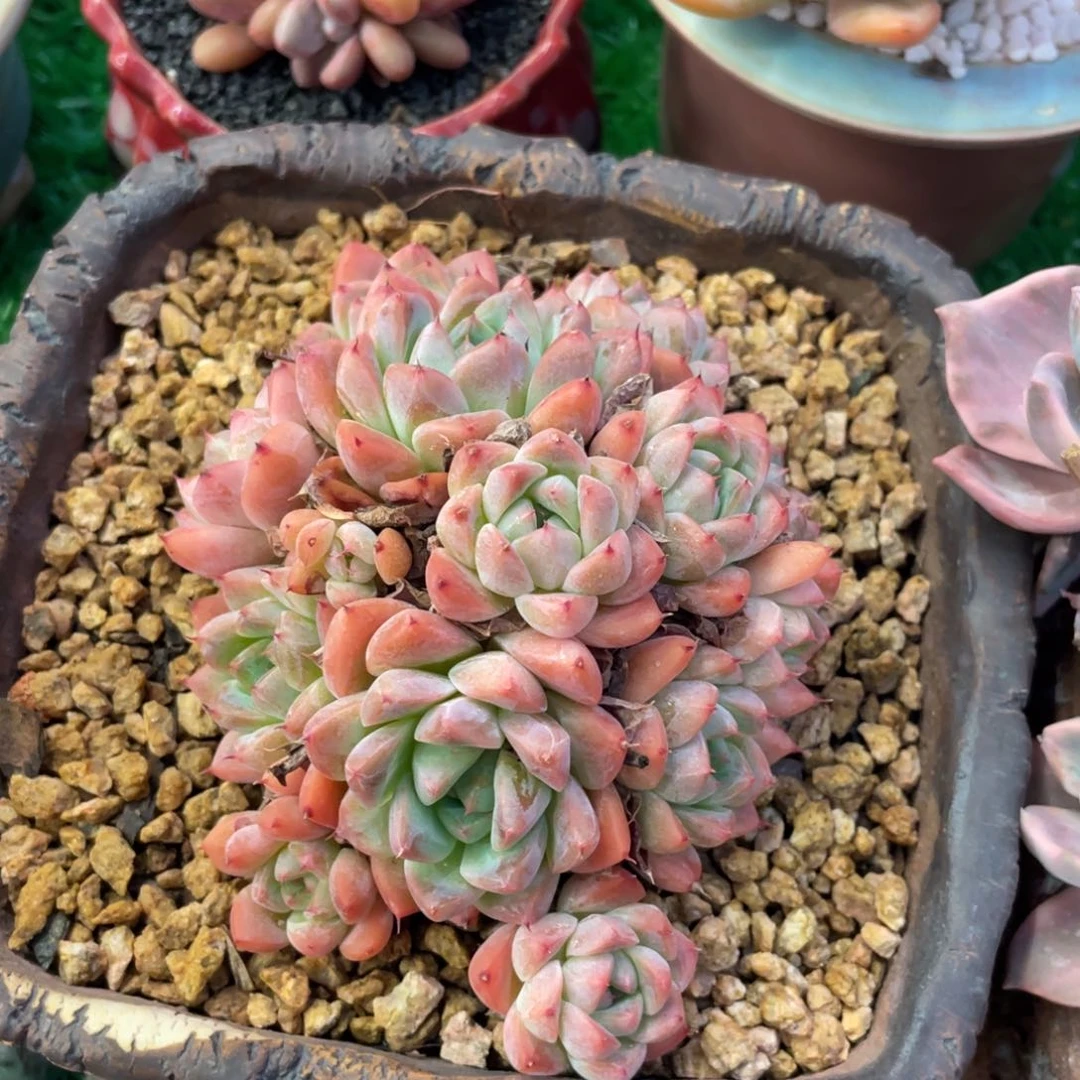 多肉植物盆栽多肉