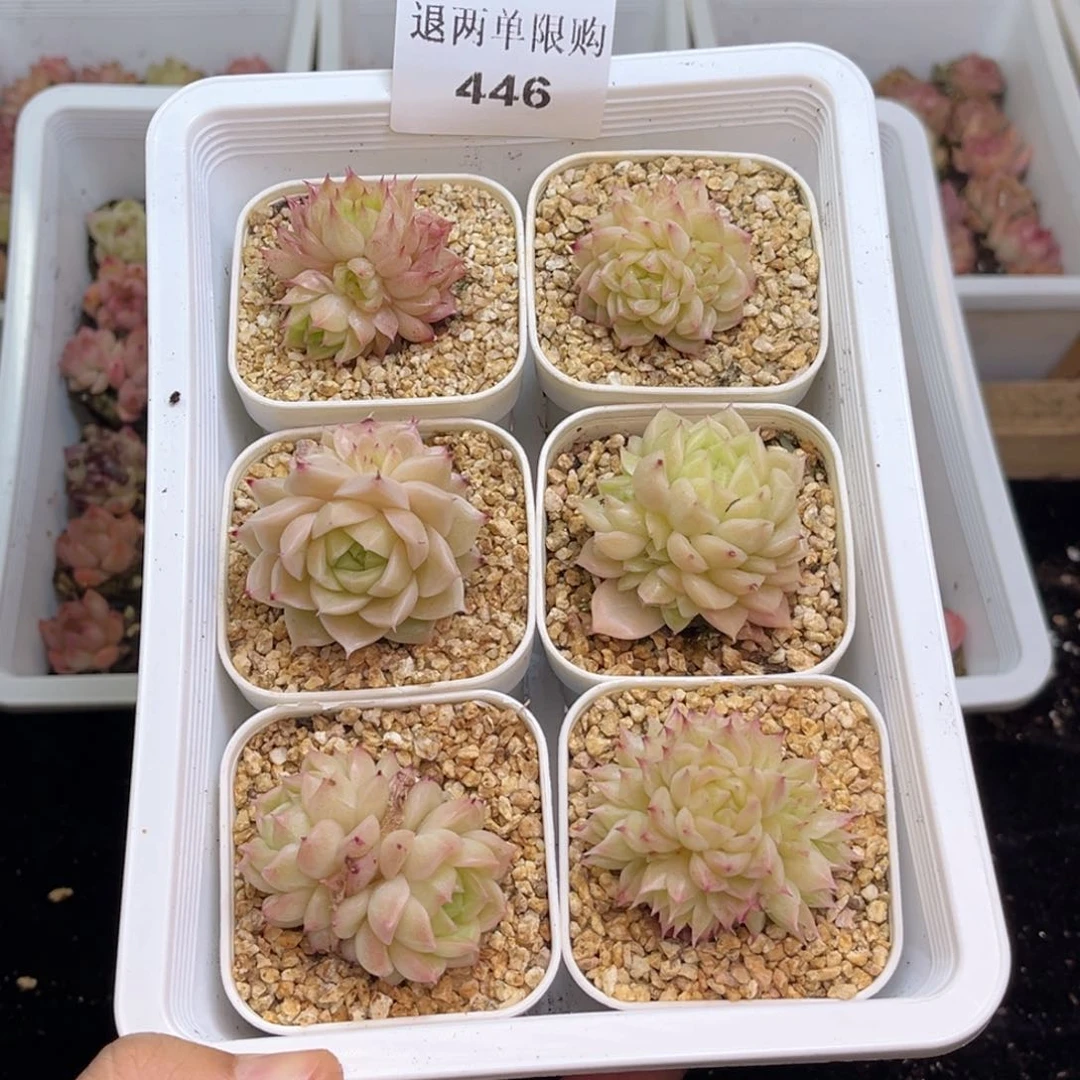 用****5446 新疆西藏内蒙不发货