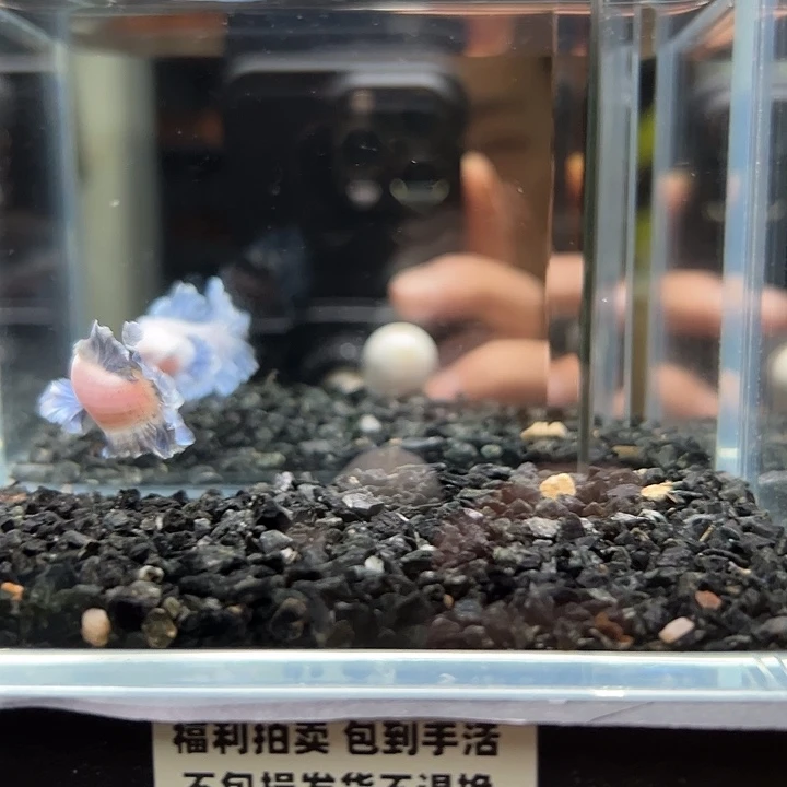 斗鱼竞拍跑单拉黑9日117