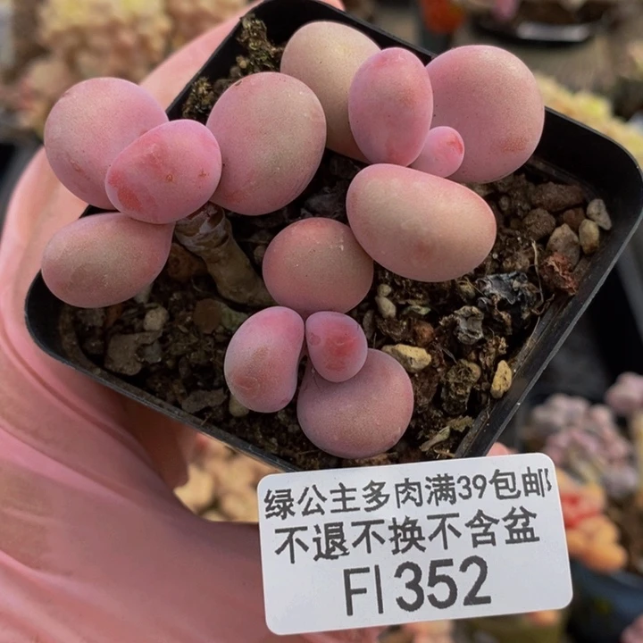 腰子桃蛋5cm352多肉植物