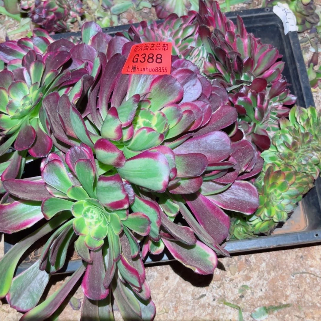 小*丶组合388多肉植物