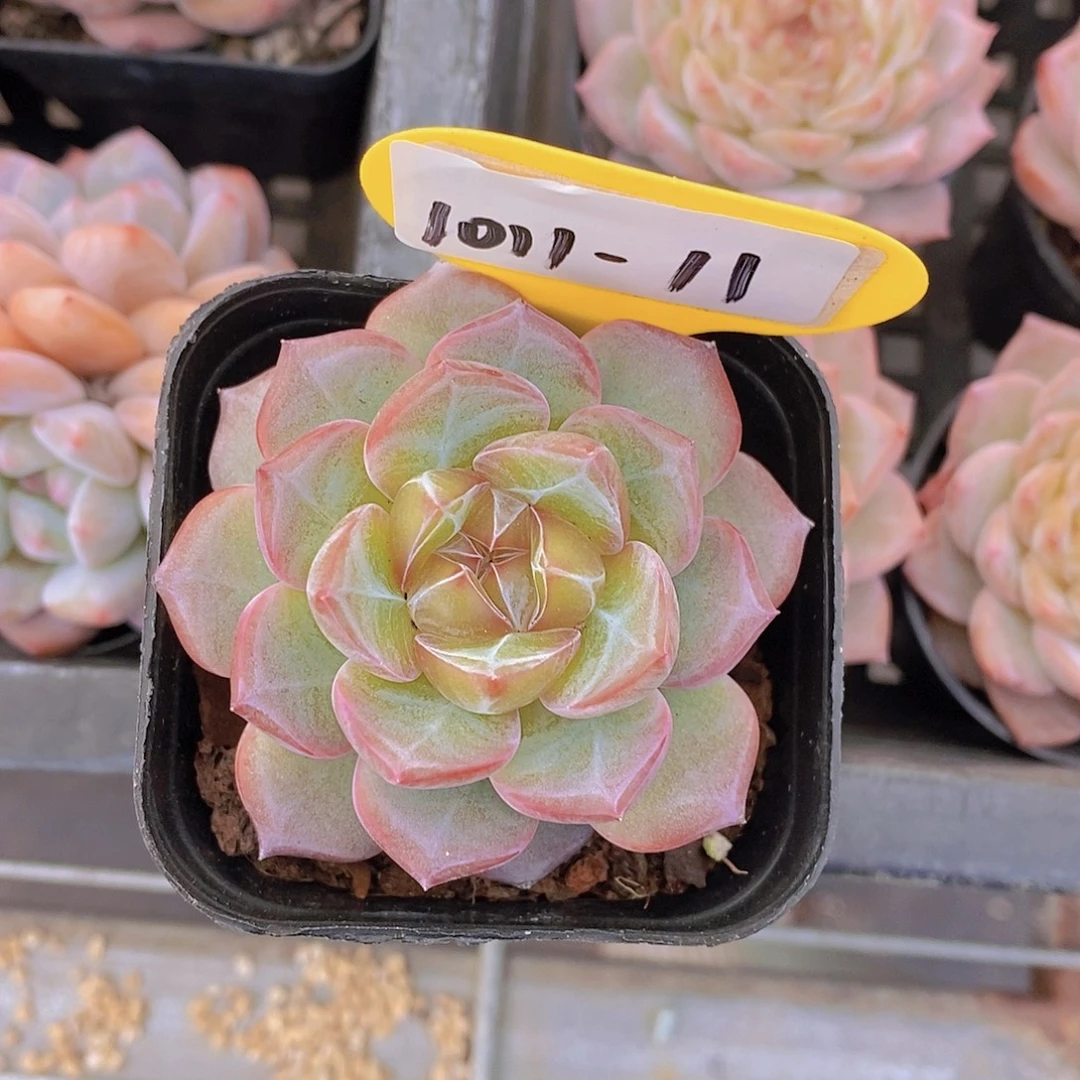 1011-11-沐瑶单头一颗一物一拍