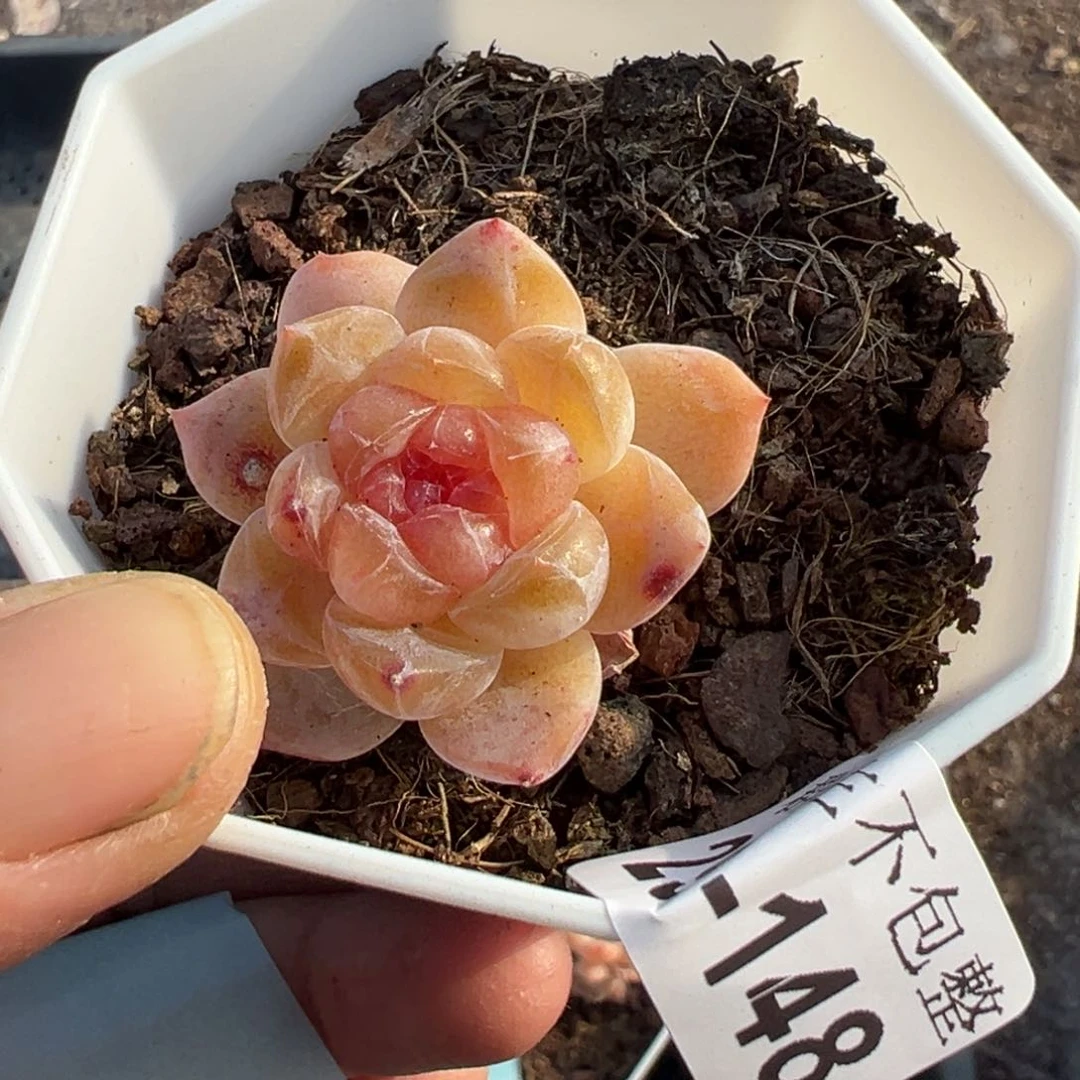 不****家小卡拉米糖心一物一拍29-148