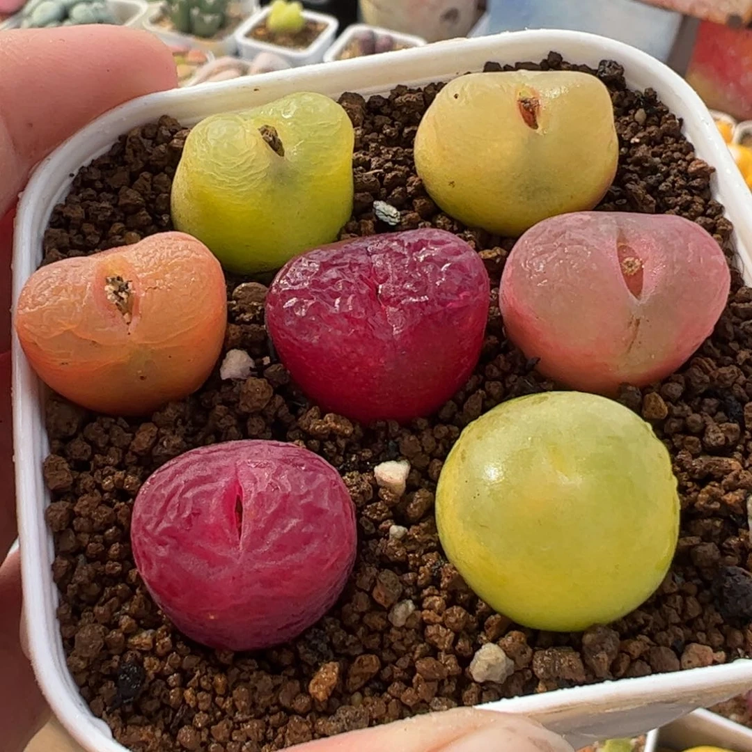 l****林621多肉植物组合