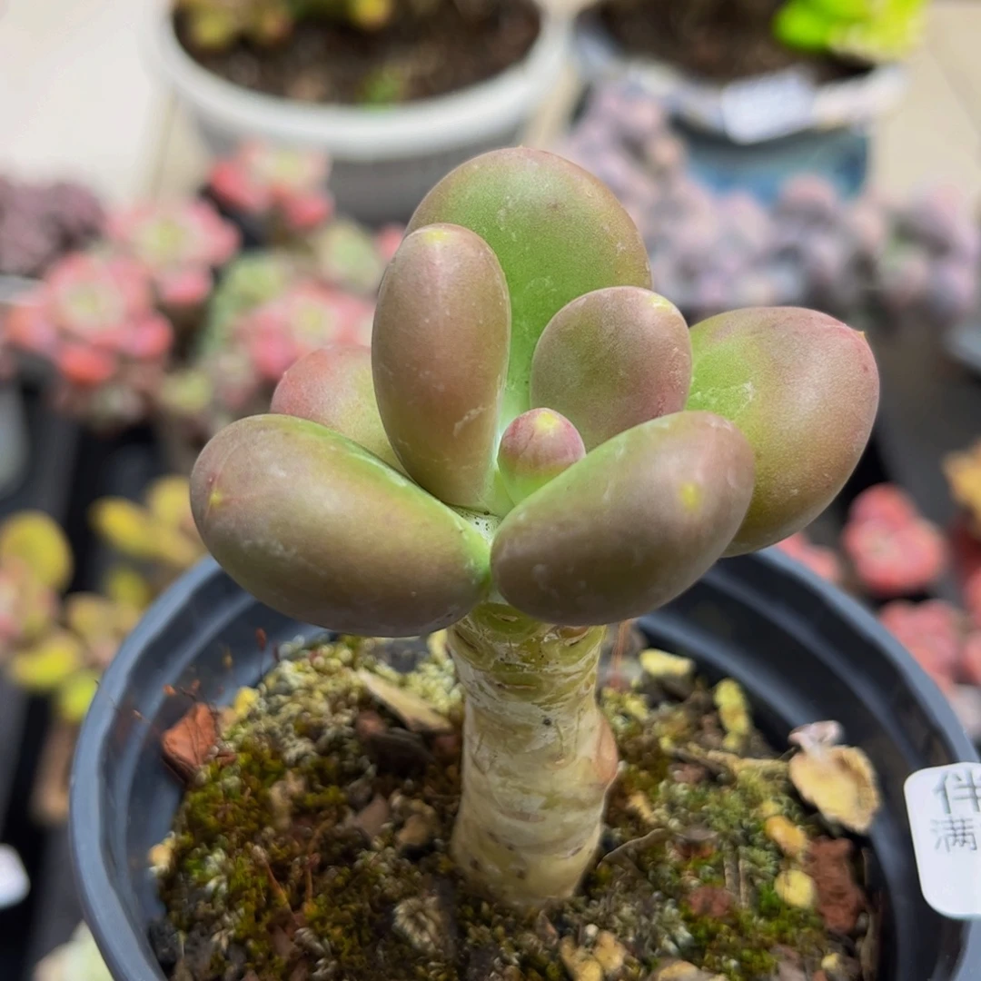 718/6cm芒果奶多肉植物