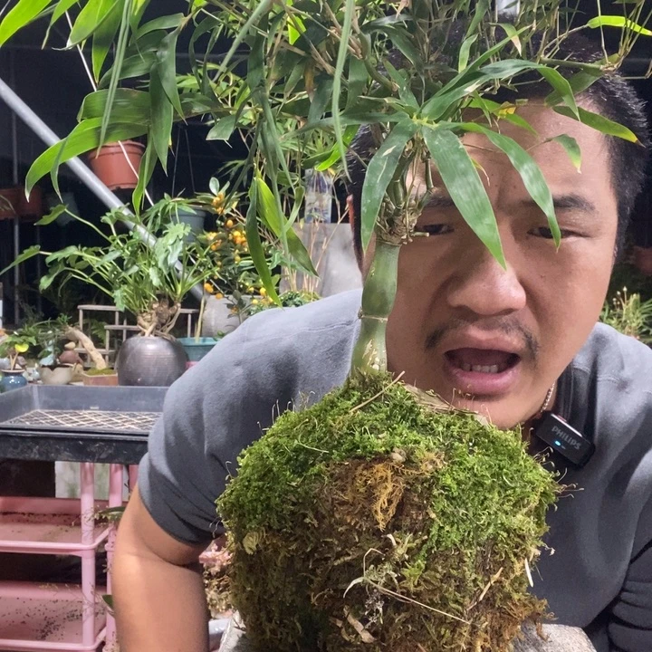 ヾ***ノ以实际为准盆景绿植盆栽99