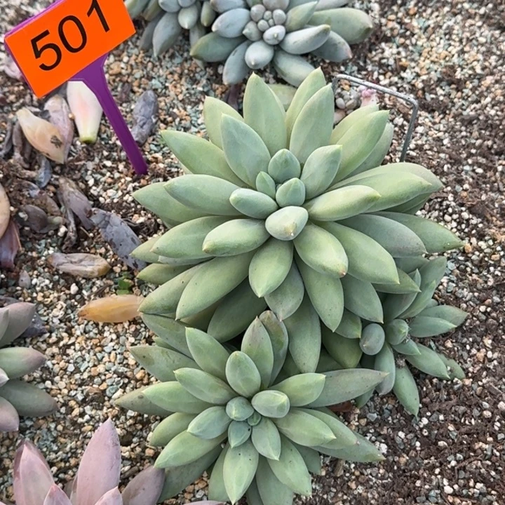 多肉植物胖体哥特群501