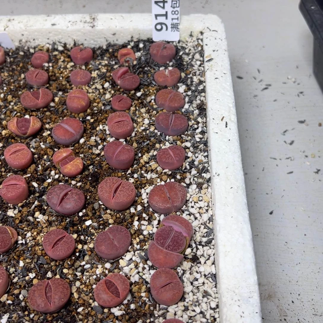 【闪购商品】914……