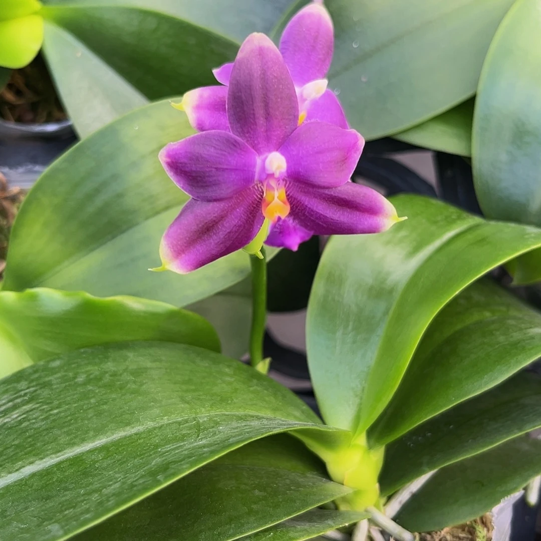 完全开放蓝色小提琴开花