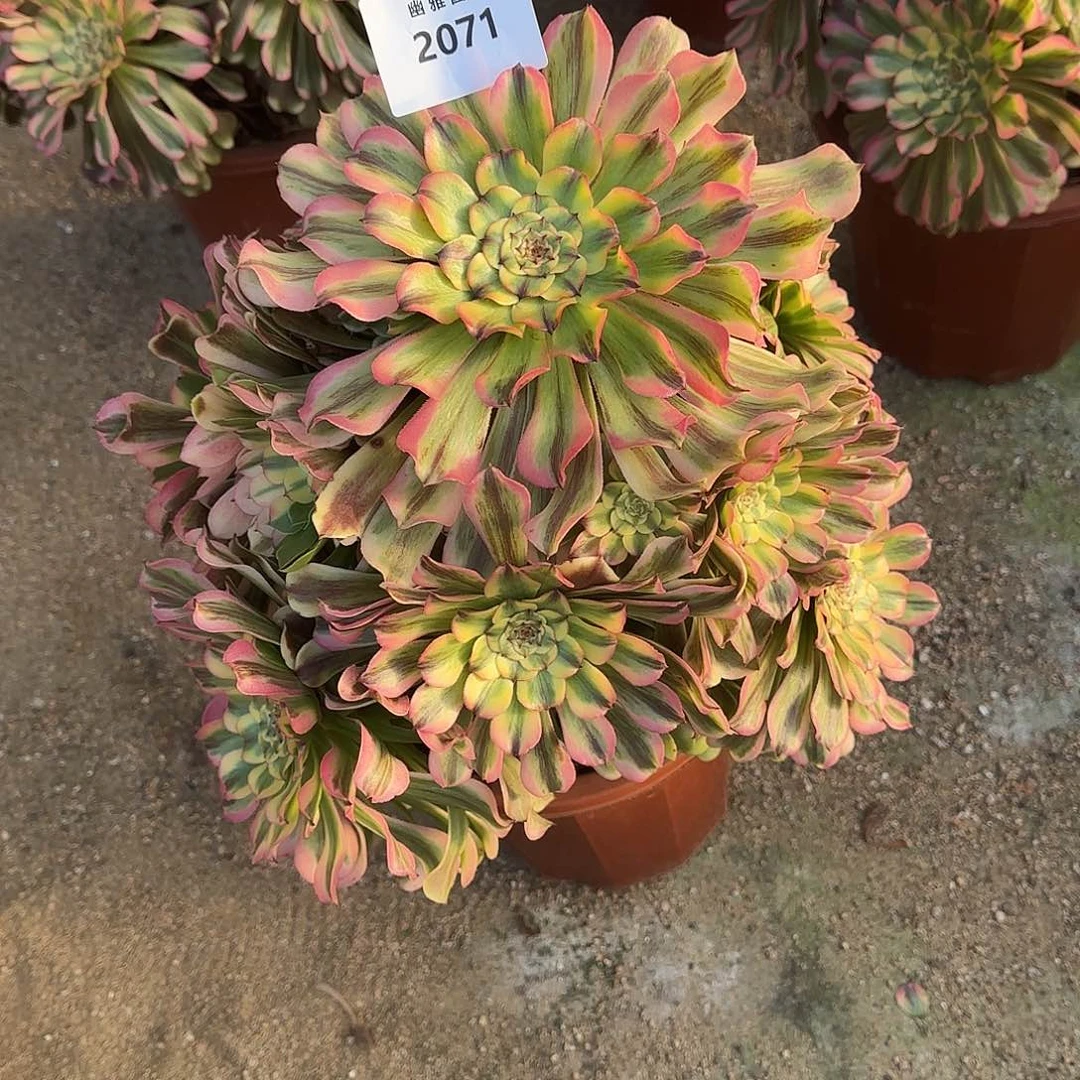 多肉植物黛玉2071