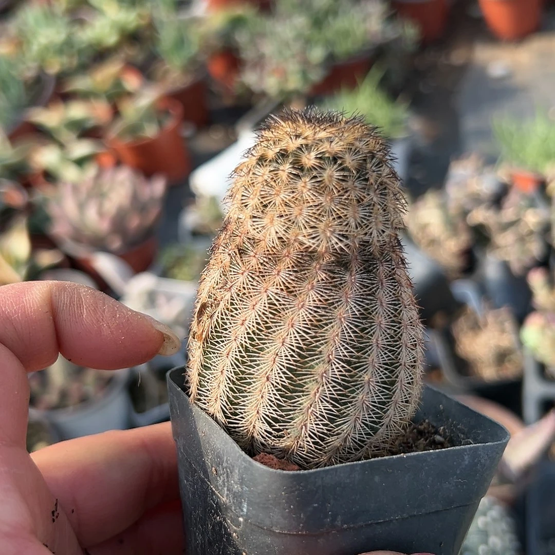 多肉植物折墨虾单头