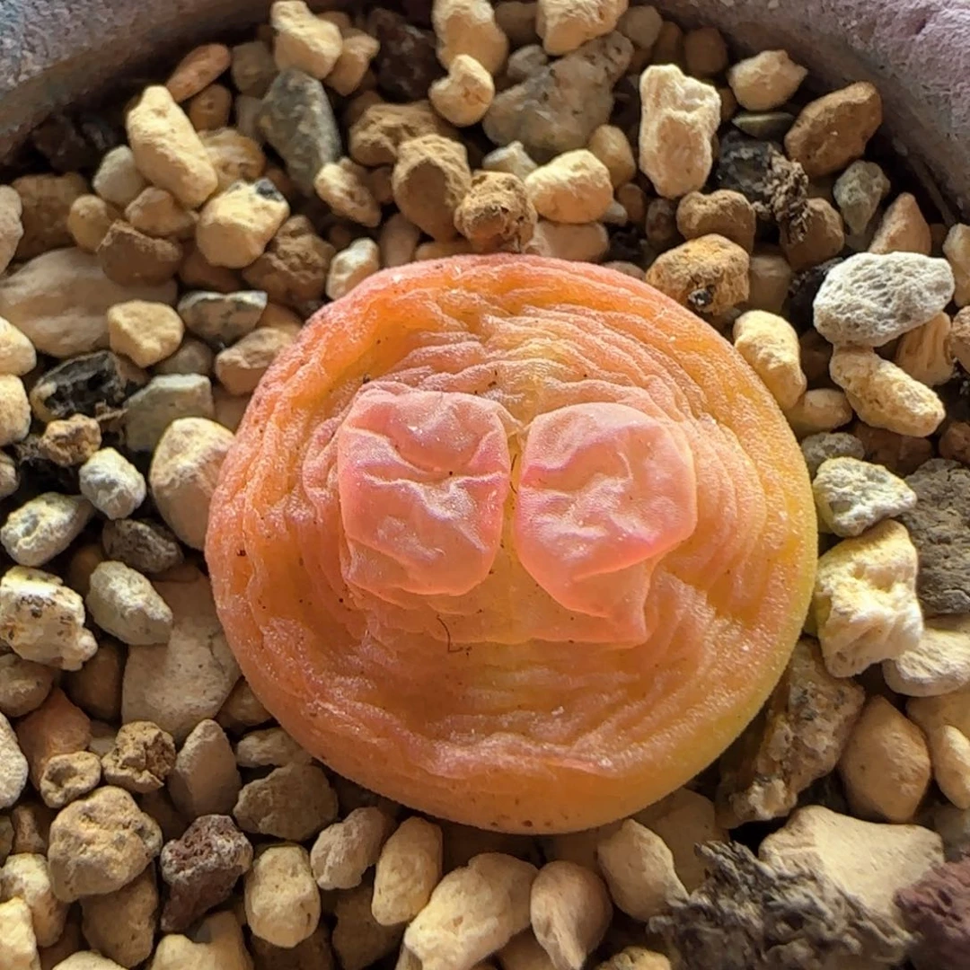 大白多肉植物4355