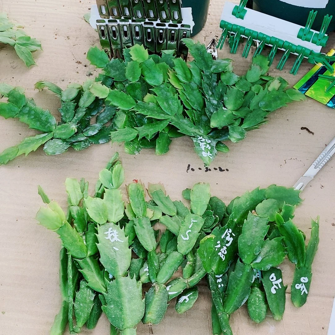 九***居无花朵叶片福利一物一拍