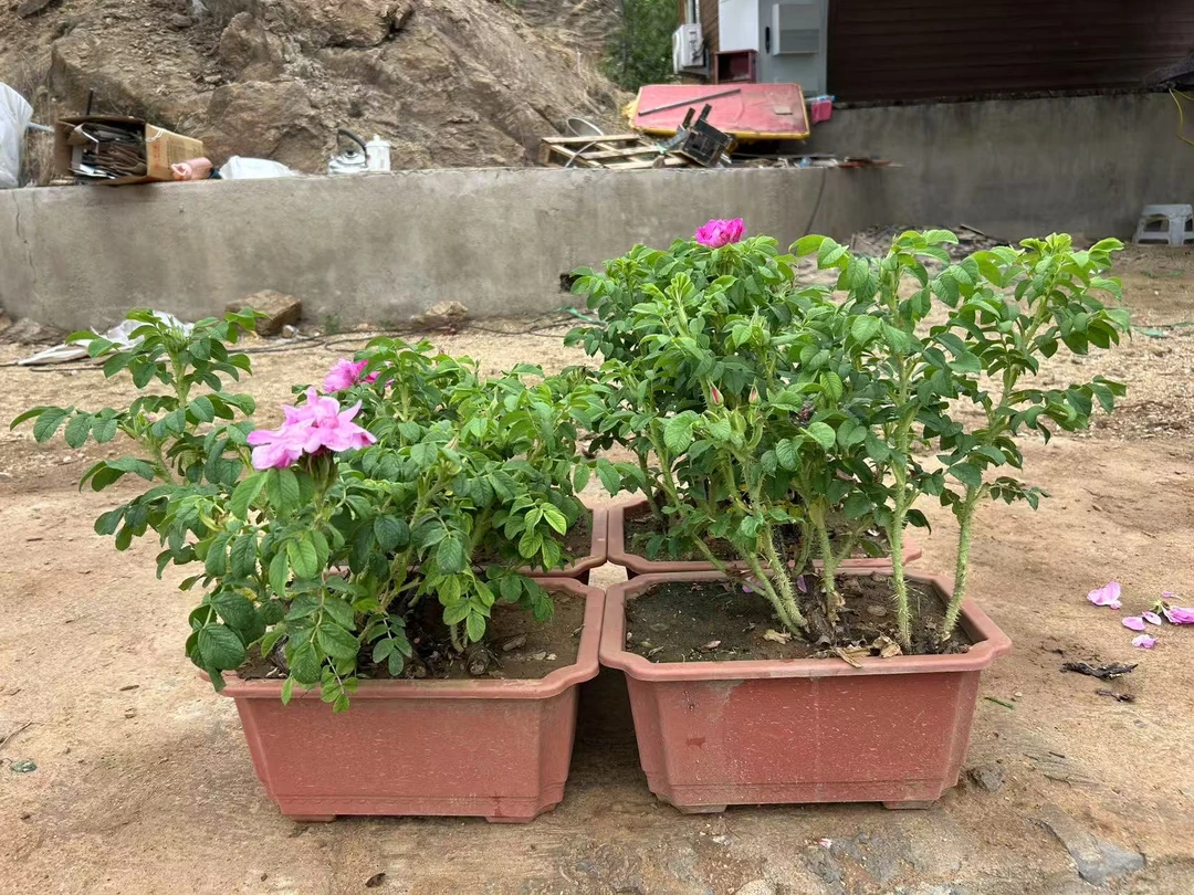 盆装四颗一组平阴重瓣红玫瑰丰花一号壮苗老桩