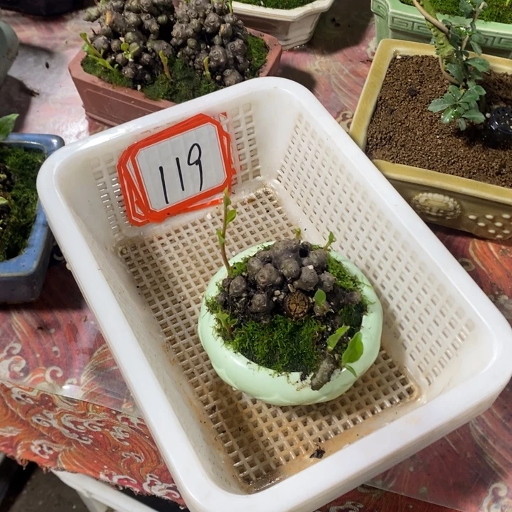 我****无花朵退款拉黑拉119