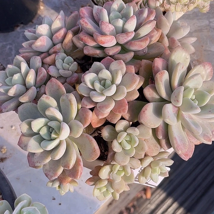 花斑鹿0488多肉植物