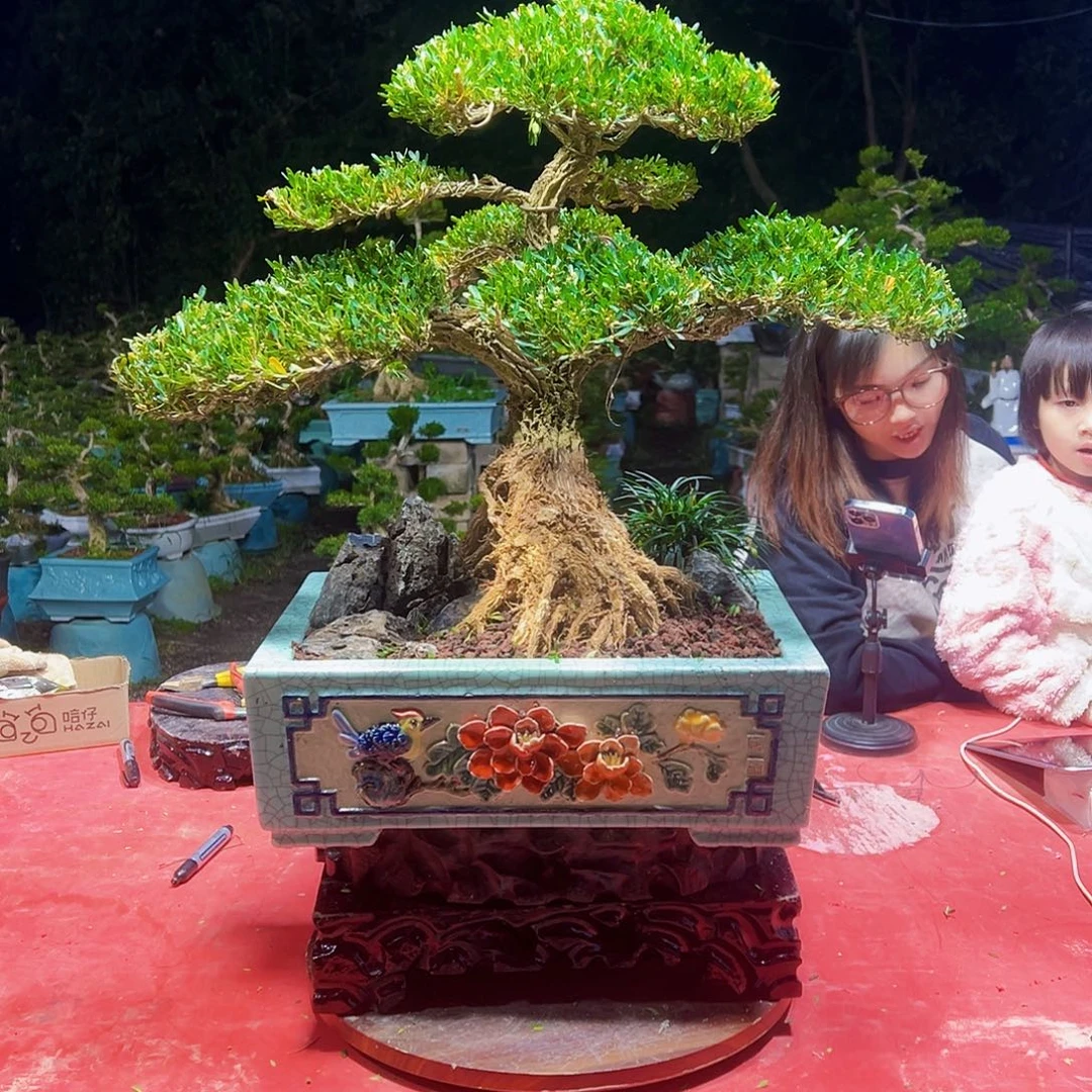 无花朵广东黄杨盆景