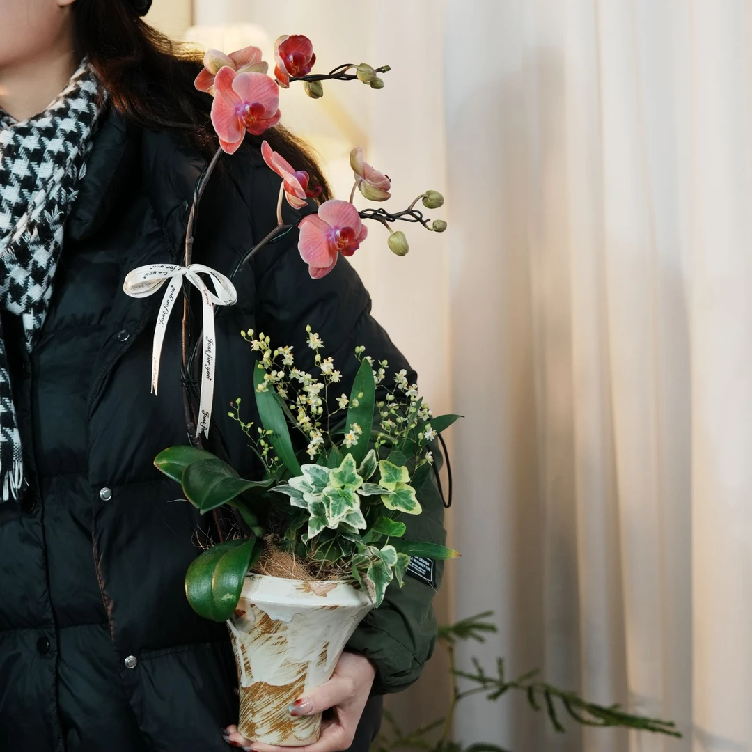 精品蝴蝶兰组合盆栽室内桌面年宵开花植物乔迁节日送爱人带盆栽好