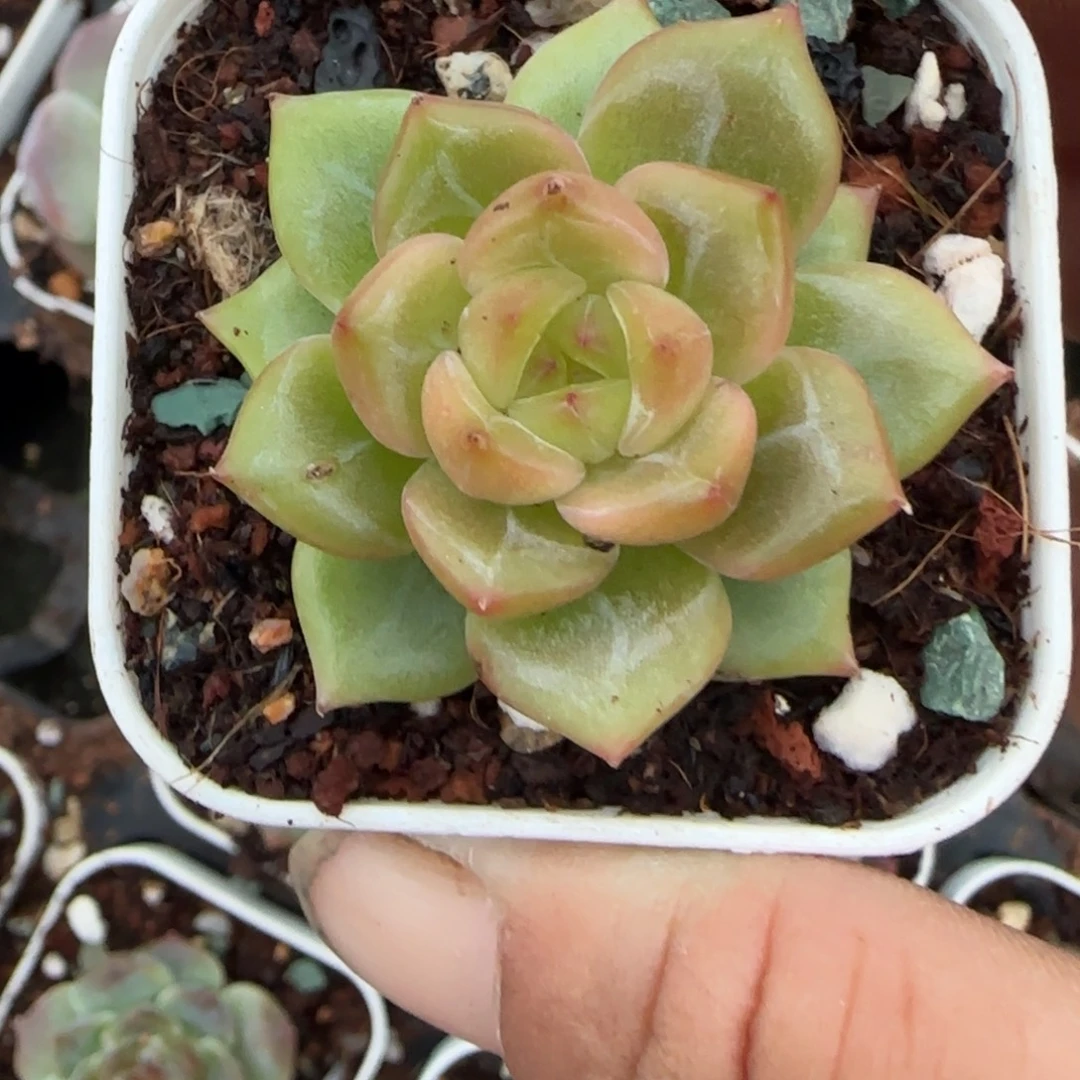 小卡拉米糖心一物一拍