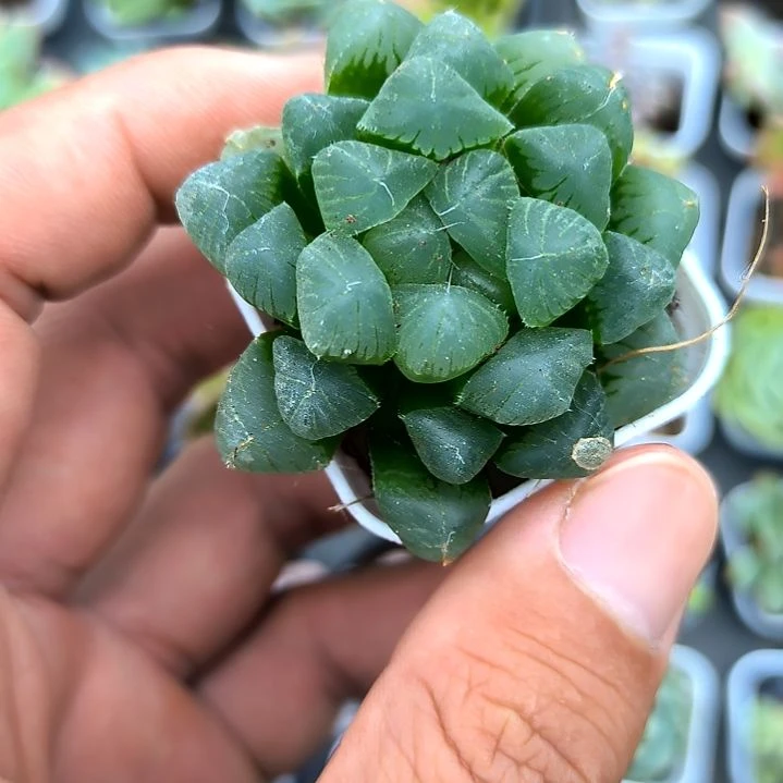 冰灯玉露，满7元包邮