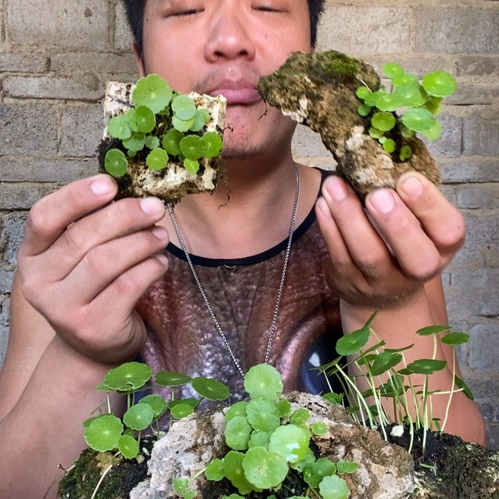 完全开放吸水石铜钱草一个器型随缘带盆发货