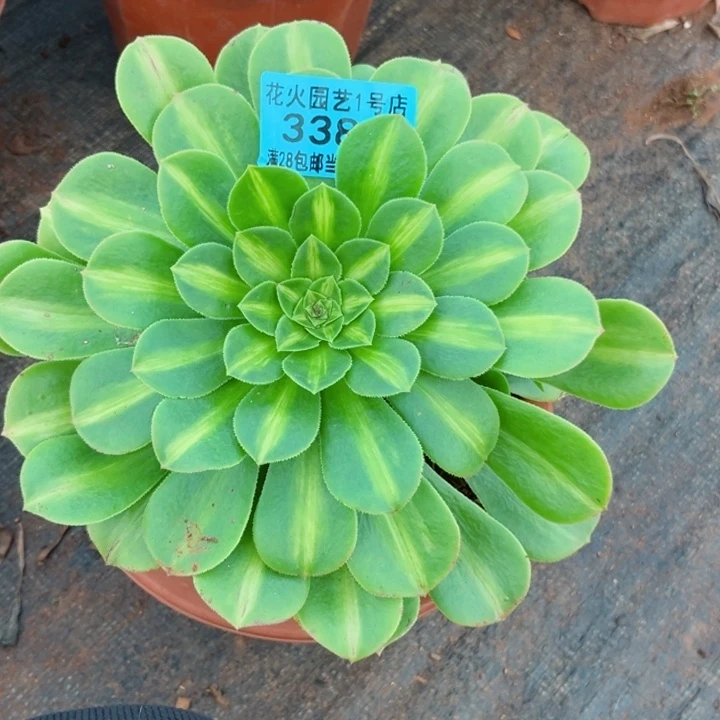 翡翠琉璃3381多肉植物