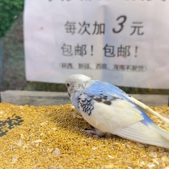 虎皮鹦鹉大头虎皮鹦鹉