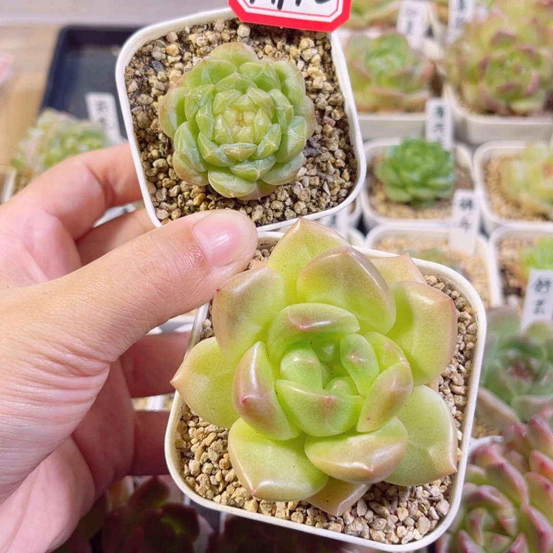 旋****A942 一物一拍 秋言、片羽