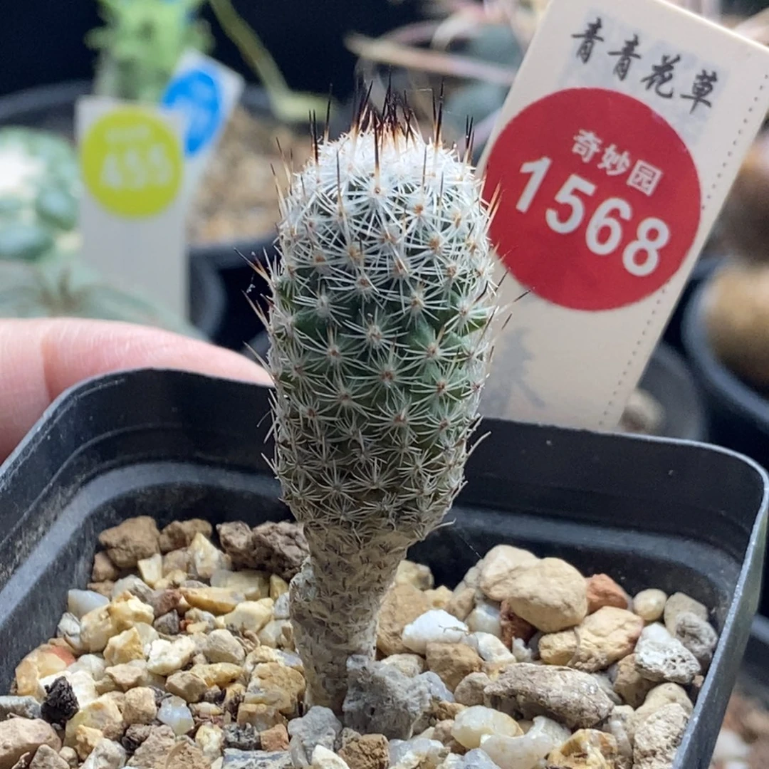 实生赤花美针玉1.7cm