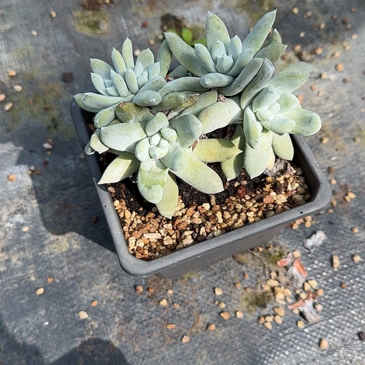 取*拇指仙女杯一物一拍