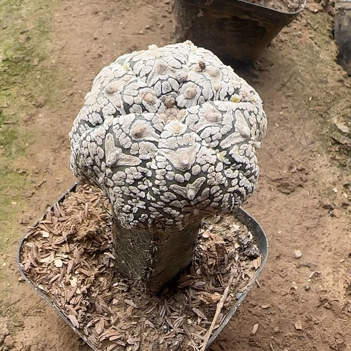 2699号海星体v字兜