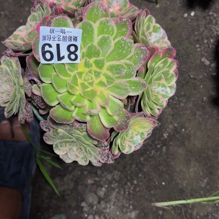 茉***茶玉芙蓉花30-35包邮花花