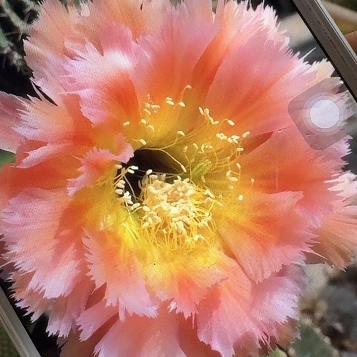 凤一侧芽4公分左右彩草