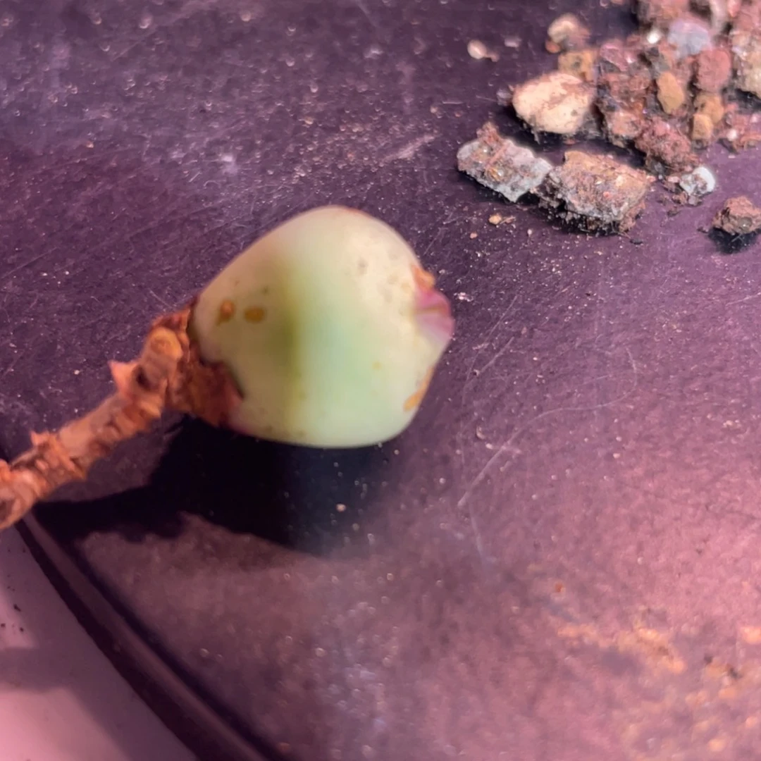 特意下鸭嘴兽植物一物一拍