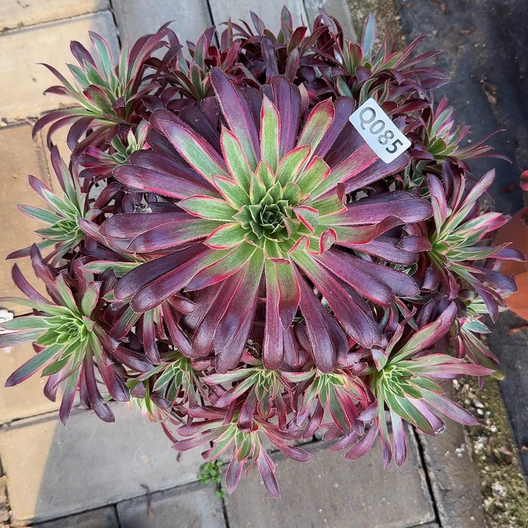 085孔雀锦33冠服33.35左右