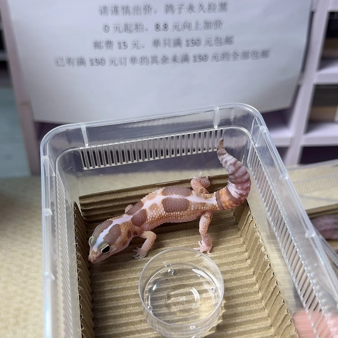 肥尾守宫奶橘妹妹