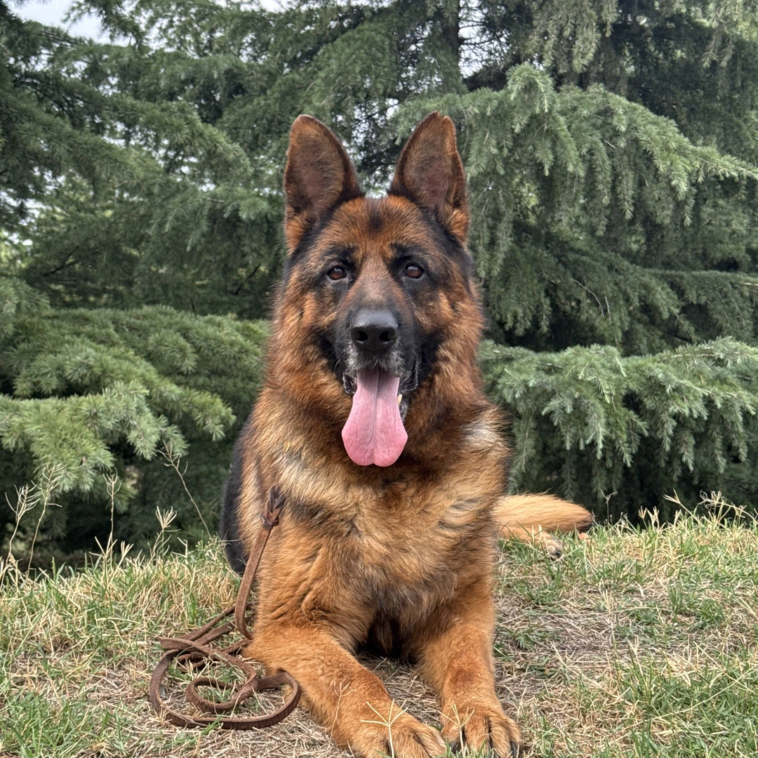 《金泰家》德牧 德国牧羊犬 西德 幼犬 成犬 护卫犬 工作犬 陪伴犬