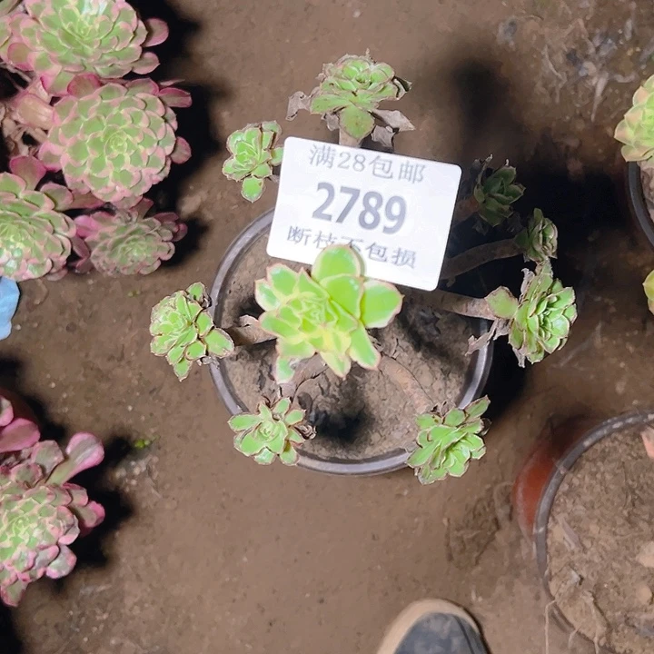 2789绿玫瑰多肉植物保护