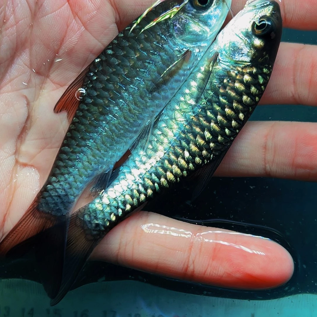 吉罗鱼缅甸史氏10-11cm两条