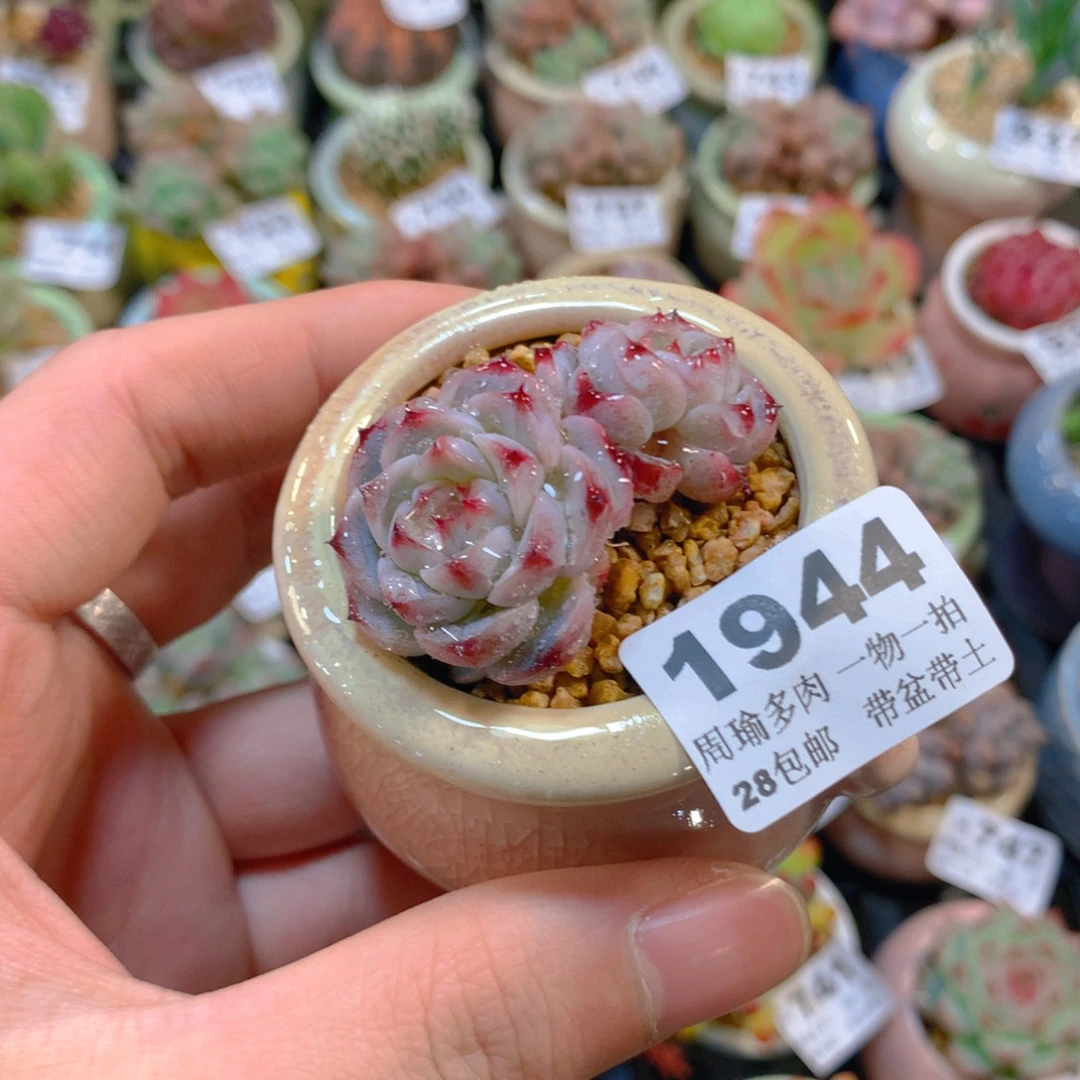 5厘米盆精控多肉1944