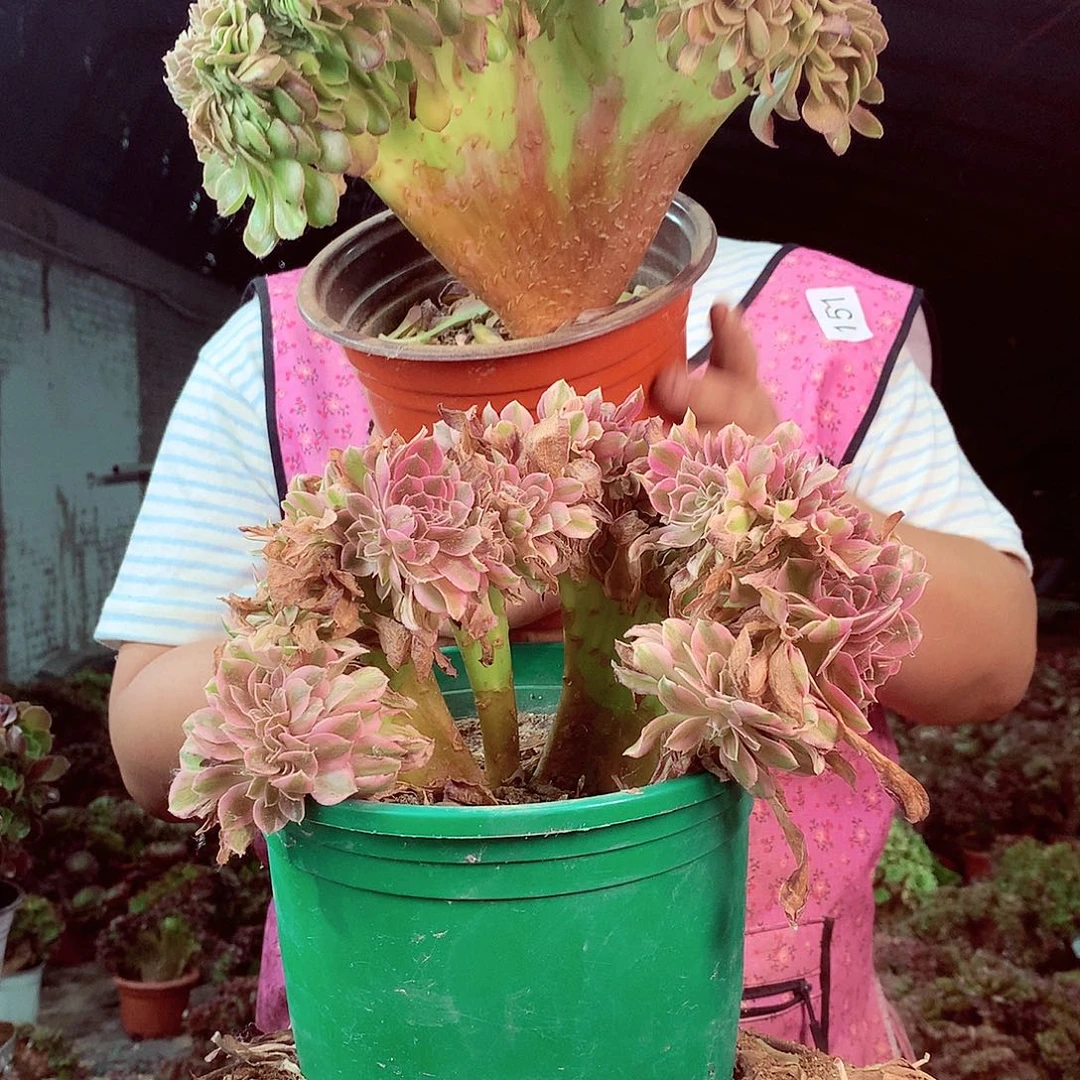 柒哥多肉法师不包侧断枝处理426