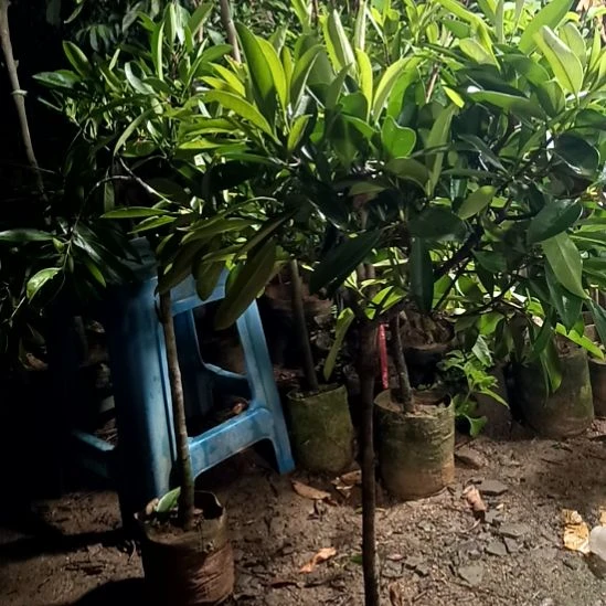 黄金山竹嫁接杯苗带叶,带杯发货