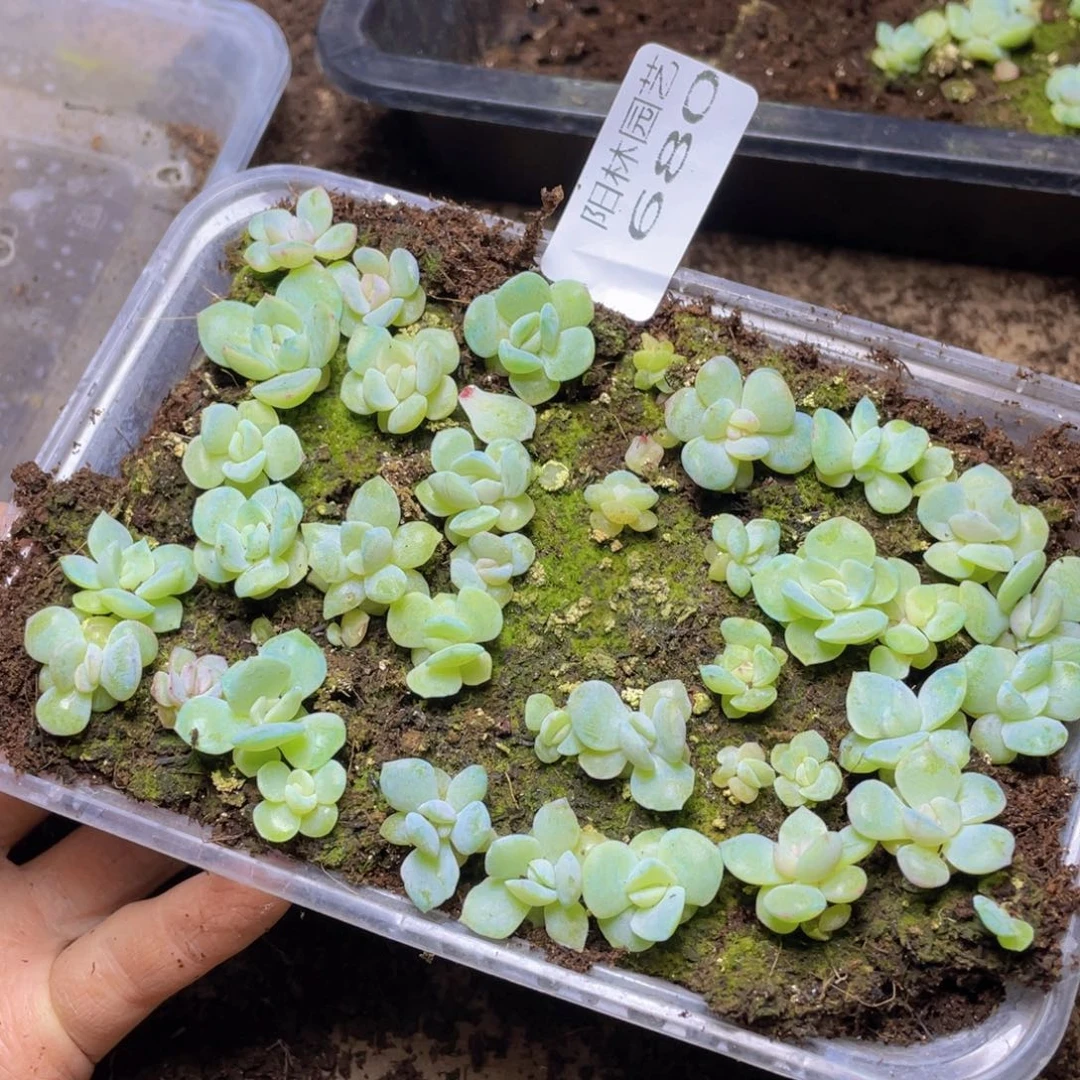 多肉植物多肉植物680