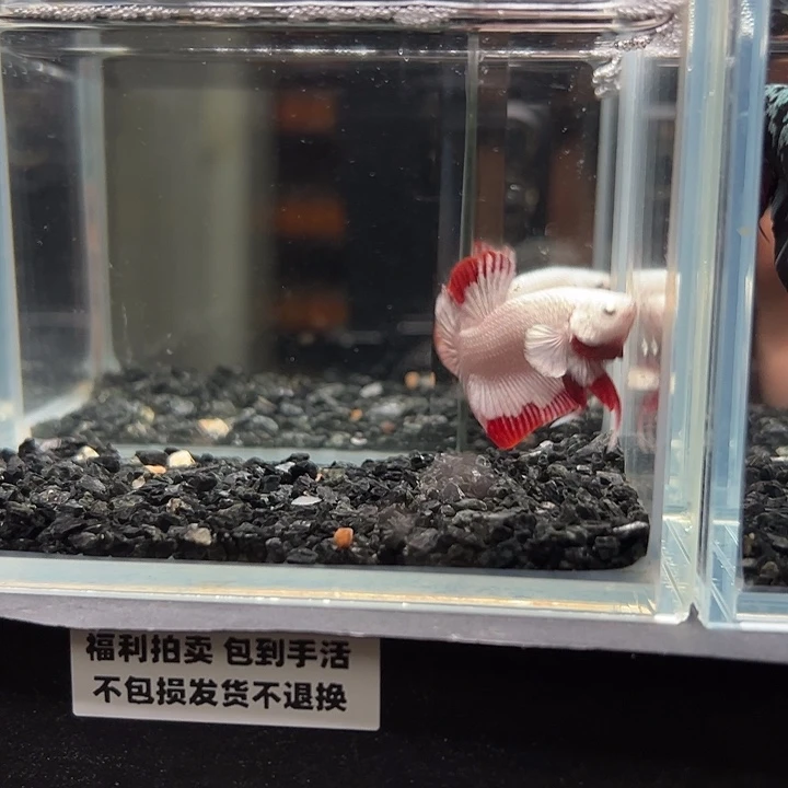 斗鱼竞拍跑单拉黑24日39