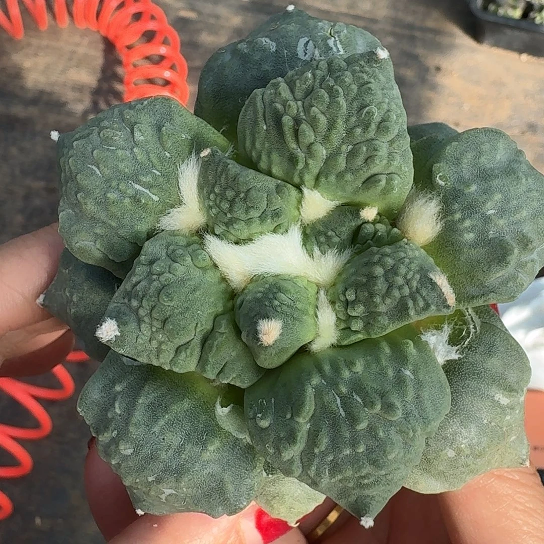 无花朵蓝白大尤怒涛牡丹438