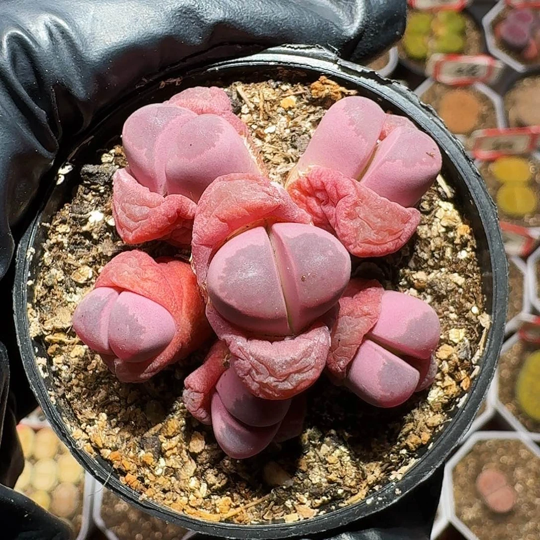 小**糖生石花等111111111。  208