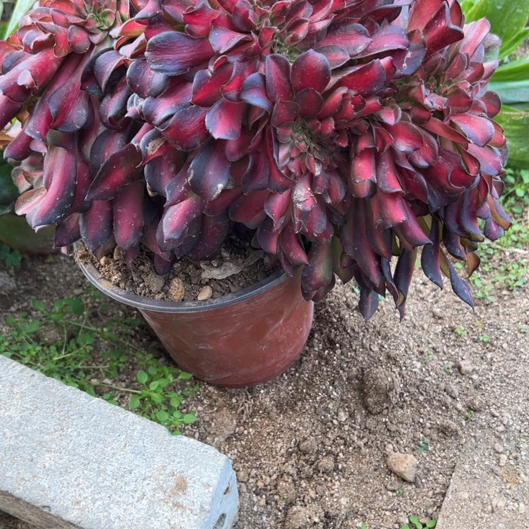 75花娜缀多肉多肉多肉多肉