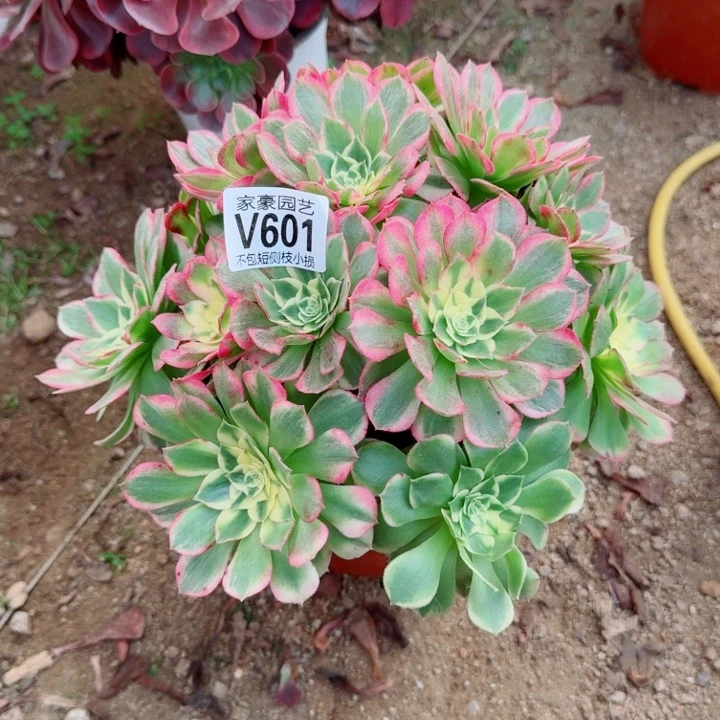 601海王官服22左右2