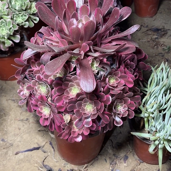 多肉植物金丝雀26