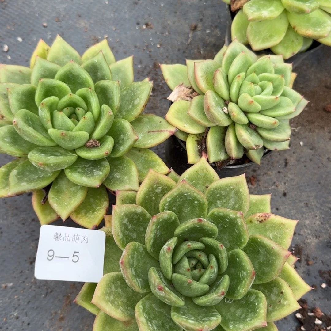 9-5黄金东云杂交梦露三颗量拍左八